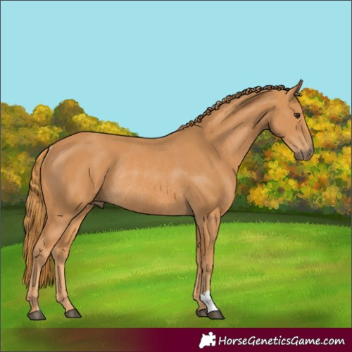 Horse Color:Chestnut Rabicano