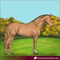 Horse Color:Chestnut Rabicano 
