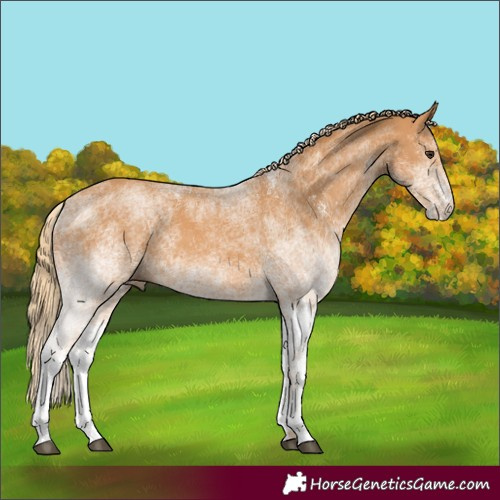Horse Color:White Spotted Chestnut 