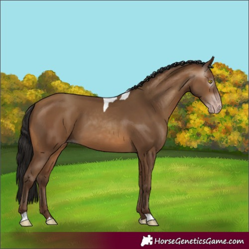 Horse Color:Gray Amber Champagne Tobiano 