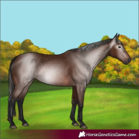 Horse Color:Gray Bay 