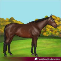Horse Color:Gray Bay 