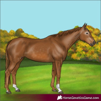 Horse Color:Gray Chestnut 