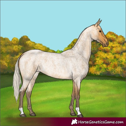 Horse Color:Silver Buckskin Roan