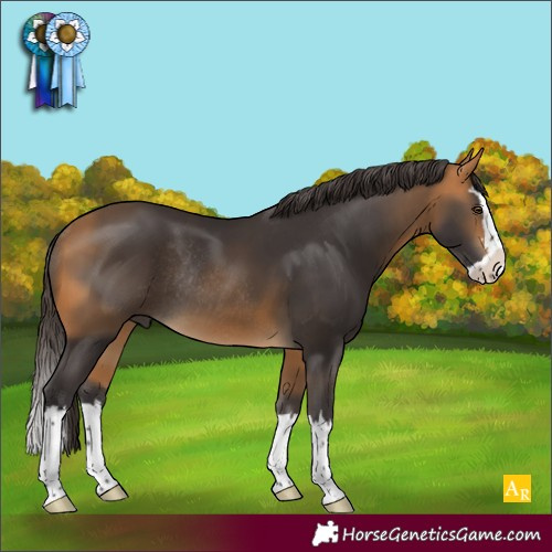 Horse Color:Buckskin Splash Rabicano 