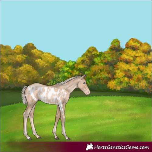 Horse Color:Liver Chestnut Skewed Appaloosa Rabicano