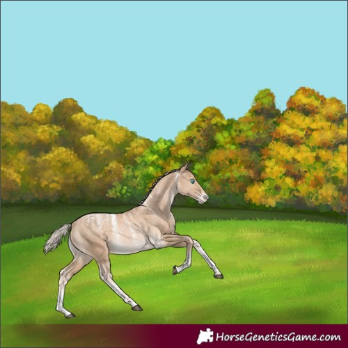 Horse Color:Powder White Chocolate Palomino Skewed Appaloosa 