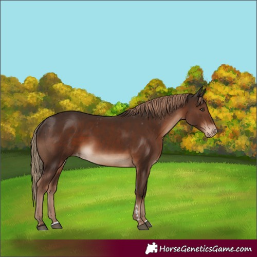 Horse Color:Liver Chestnut Appaloosa 