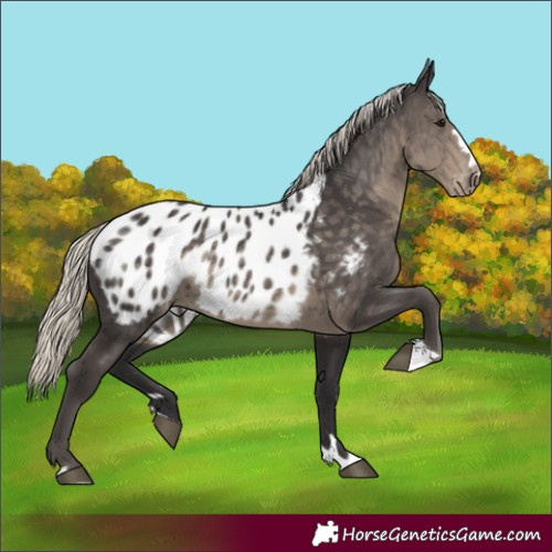Horse Color:Silver Smoky Black Appaloosa 