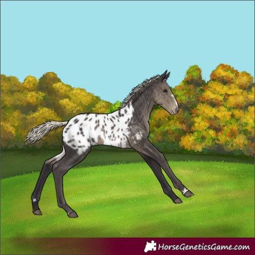 Horse Color:Silver Smoky Black Appaloosa 