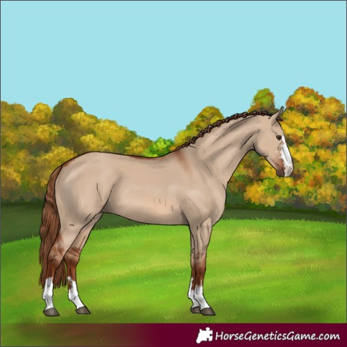 Horse Color:Red Dun 
