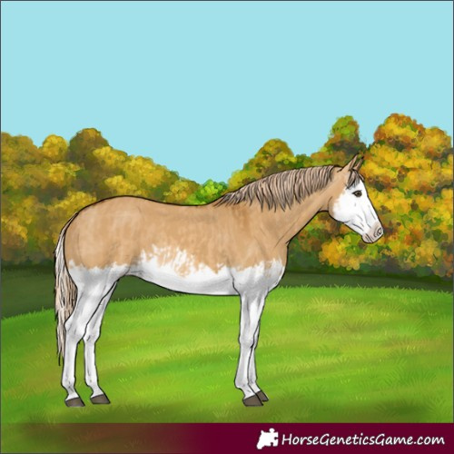 Horse Color:Unknown 