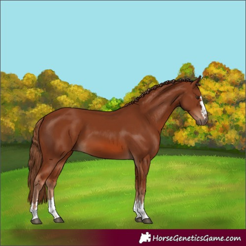 Horse Color:Chestnut 