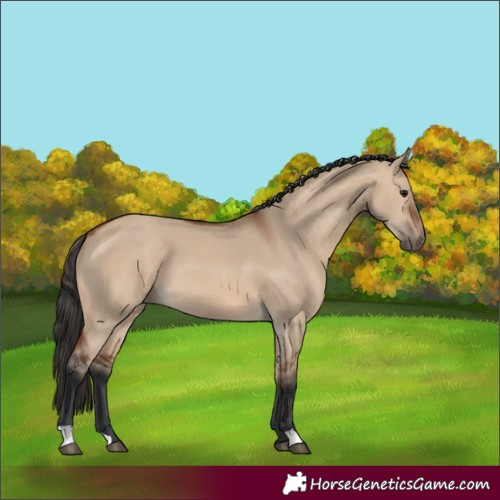 Horse Color:Bay Dun 