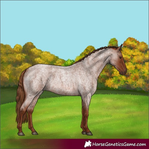 Horse Color:Red Roan 