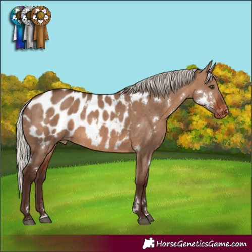 Horse Color:White Spotted Silver Brown Dun Appaloosa Rabicano 
