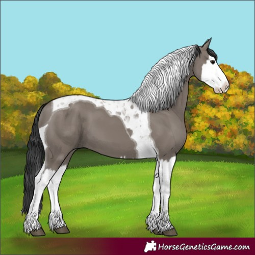 Horse Color:Grullo Splash Tobiano 