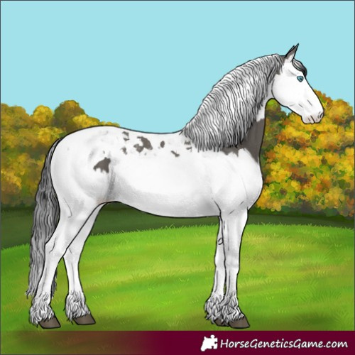Horse Color:Grullo Splash Tobiano 