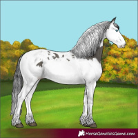 Horse Color:Grullo Splash Tobiano