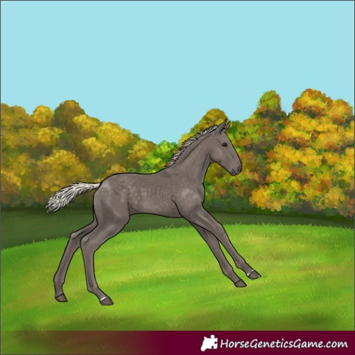 Horse Color:Silver Smoky Black