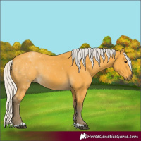 Horse Color:Silver Buckskin 