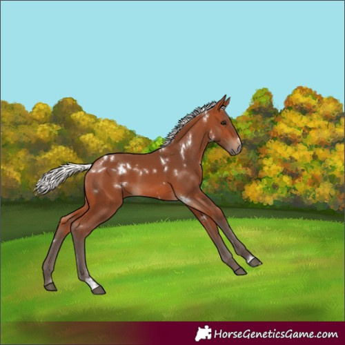Horse Color:White Spotted Silver Bay 
