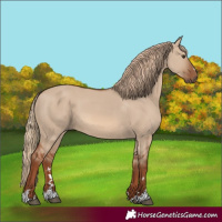 Horse Color:Red Dun 