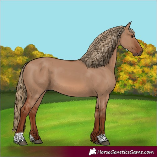Horse Color:Red Dun