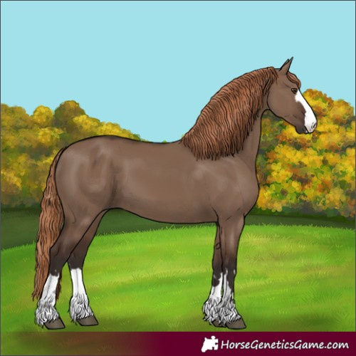 Horse Color:Liver Red Dun