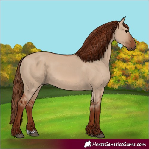 Horse Color:Red Dun