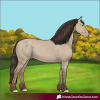 Horse Color:Classic Champagne Dun