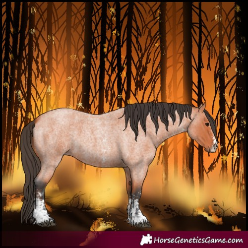 Horse Color:Bay Roan Sabino