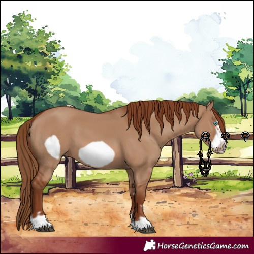 Horse Color:Red Dun Frame