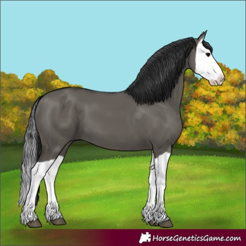 Horse Color:Grullo Splash