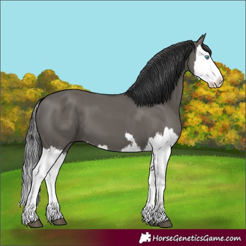 Horse Color:Grullo Splash 