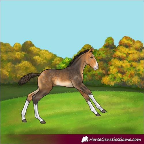 Horse Color:Buckskin Sabino Splash