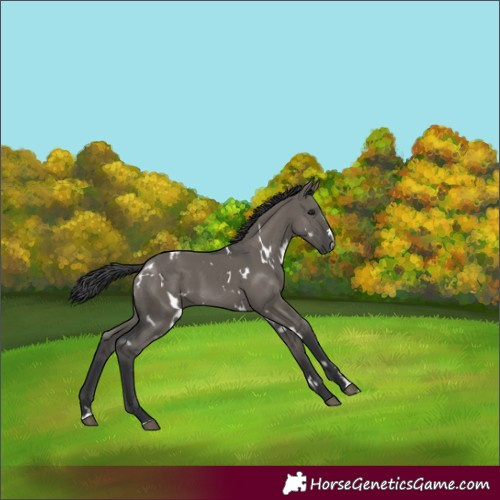 Horse Color:White Spotted Grullo