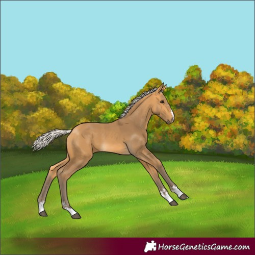 Horse Color:Silver Buckskin 