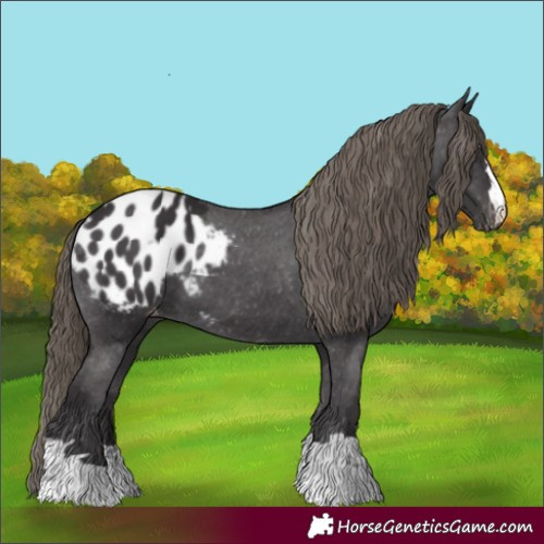 Horse Color:Smoky Black Appaloosa 