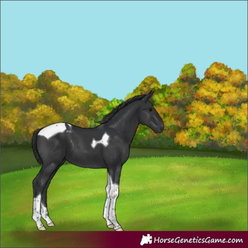 Horse Color:Black Tobiano 