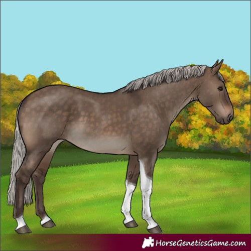 Horse Color:Silver Brown Dun Tobiano