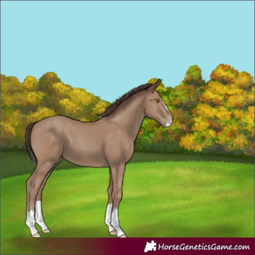 Horse Color:Classic Champagne Splash 