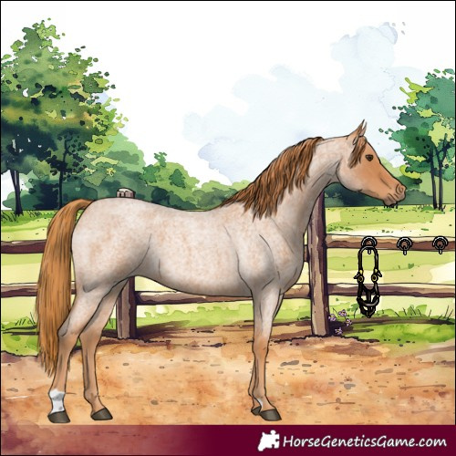 Horse Color:Red Roan