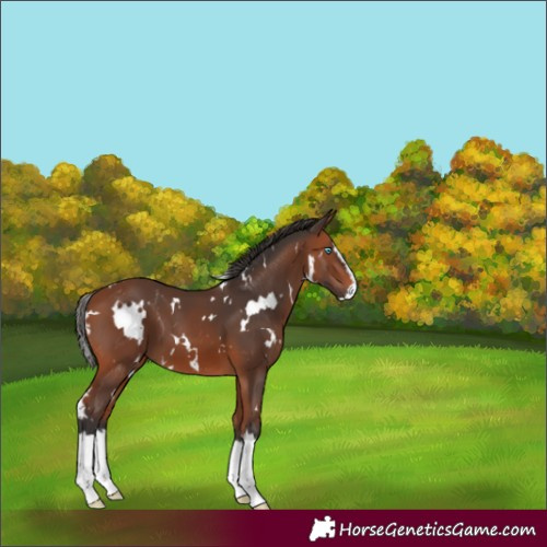 Horse Color:White Spotted Bay Splash 