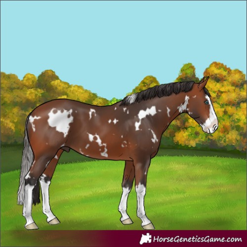 Horse Color:White Spotted Bay Splash 
