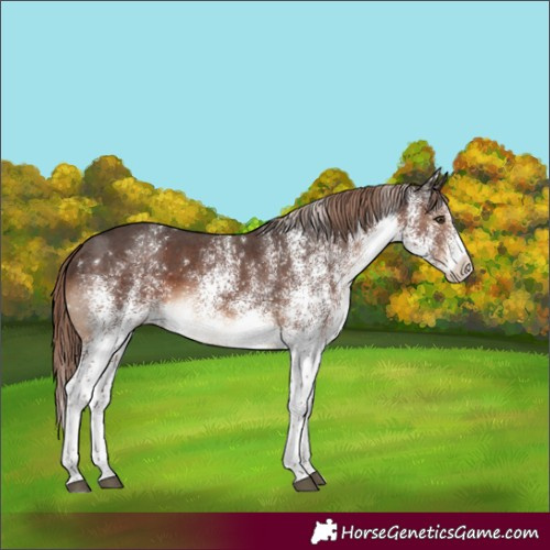 Horse Color:White Spotted Liver Chestnut