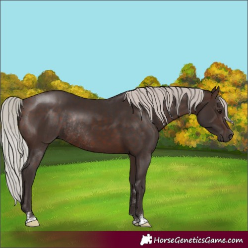 Horse Color:Silver Brown Rabicano 