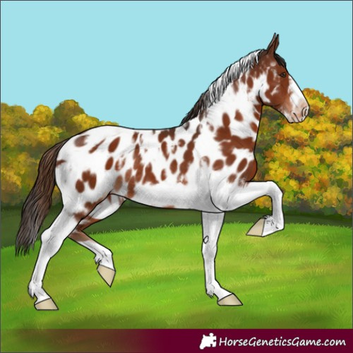 Horse Color:White Spotted Liver Chestnut Tobiano Frame Near Leopard Rabicano