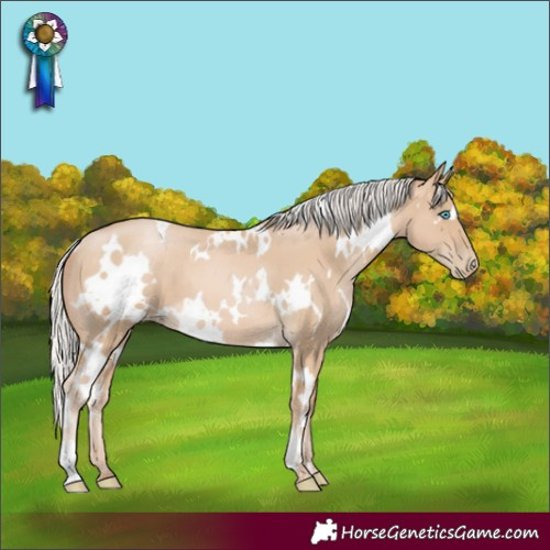 Horse Color:White Spotted Silver Buckskin 