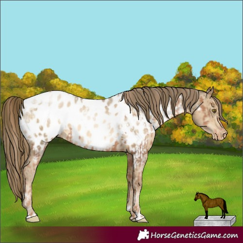 Horse Color:Liver Chestnut Pearl Appaloosa Rabicano  and Buckskin Pearl Appaloosa 